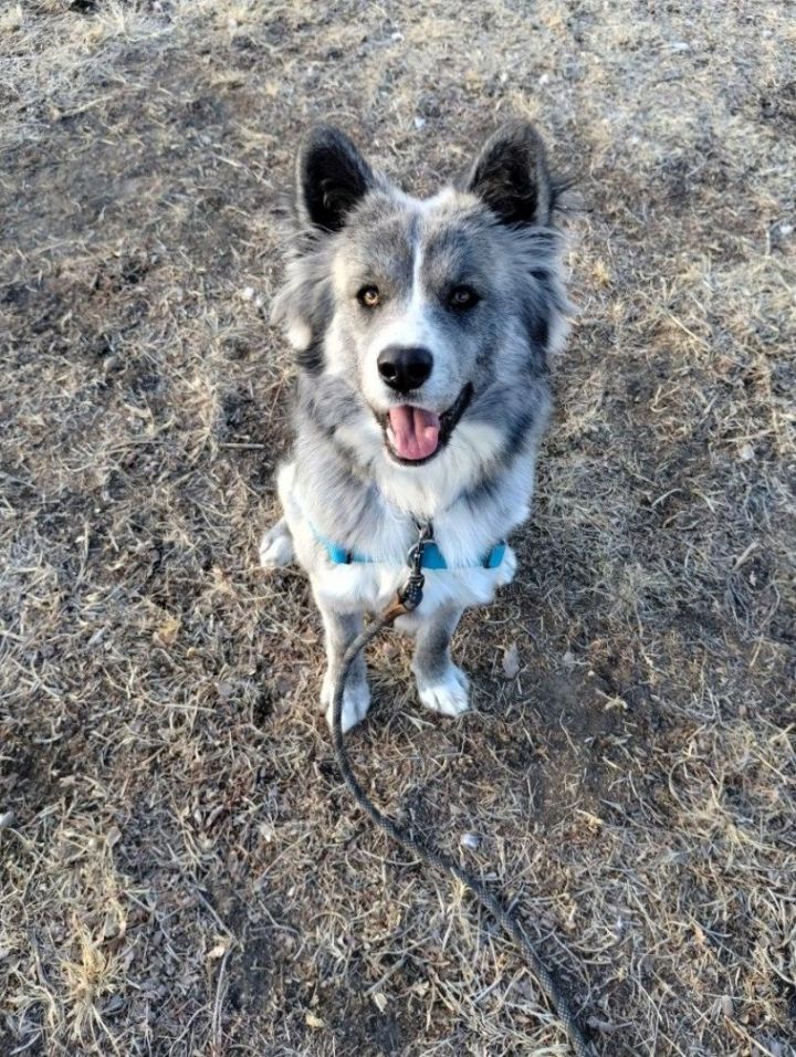 Akita australian sale shepherd mix