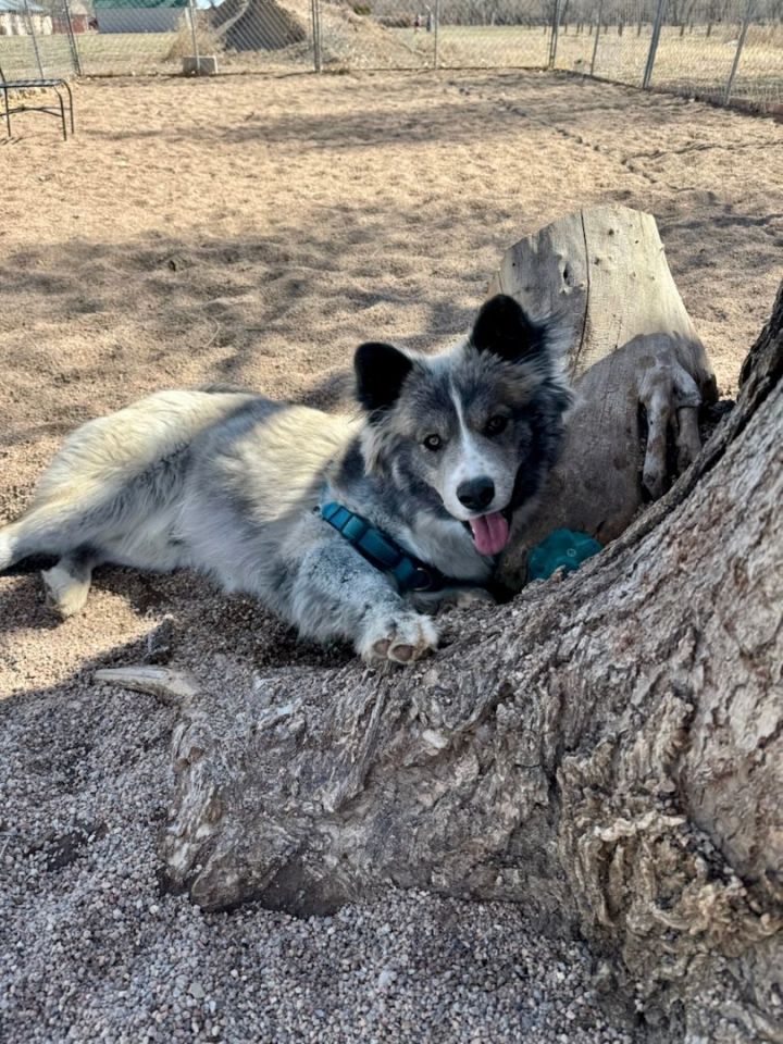 Akita 2024 australian shepherd