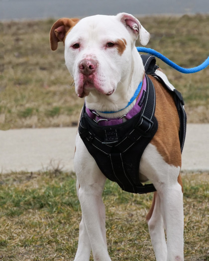 Dog for adoption ODIN a Mixed Breed in West Seneca NY Petfinder