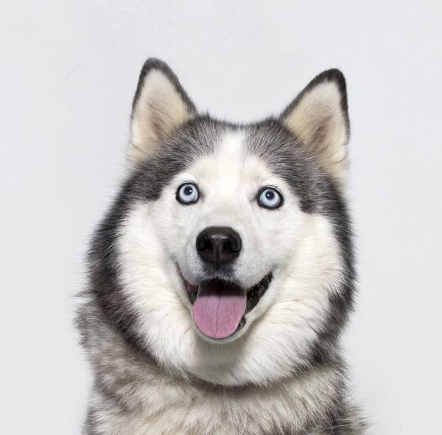 BELLA, an adoptable Siberian Husky in Santa Maria, CA, 93455 | Photo Image 1