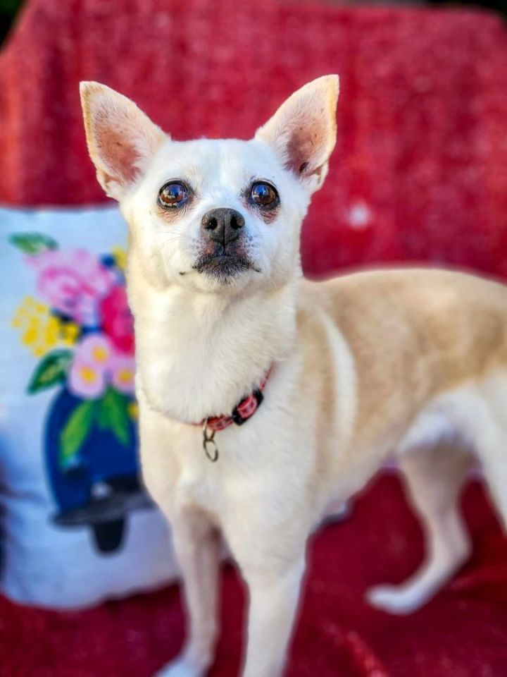 Banilla, an adopted Chihuahua in Temecula, CA_image-6