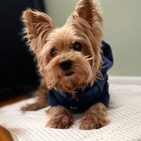 Senior yorkies for sales adoption