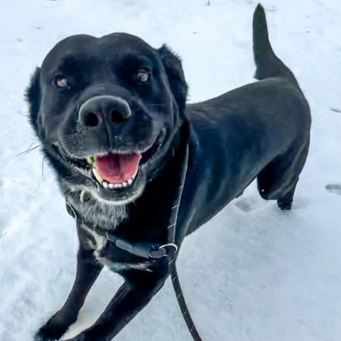 Dart, an adoptable Black Labrador Retriever, Australian Cattle Dog / Blue Heeler in Idaho Falls, ID, 83402 | Photo Image 1