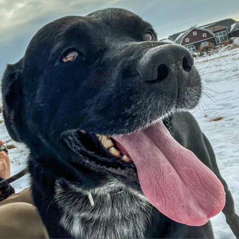 Dart, an adoptable Black Labrador Retriever, Australian Cattle Dog / Blue Heeler in Idaho Falls, ID, 83402 | Photo Image 2