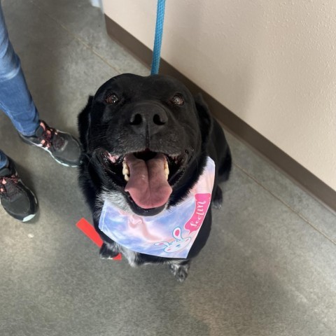 Dart, an adoptable Black Labrador Retriever, Australian Cattle Dog / Blue Heeler in Idaho Falls, ID, 83402 | Photo Image 3