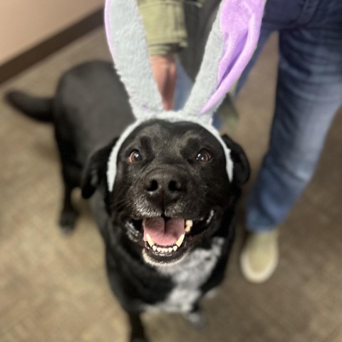 Dart, an adoptable Black Labrador Retriever, Australian Cattle Dog / Blue Heeler in Idaho Falls, ID, 83402 | Photo Image 4