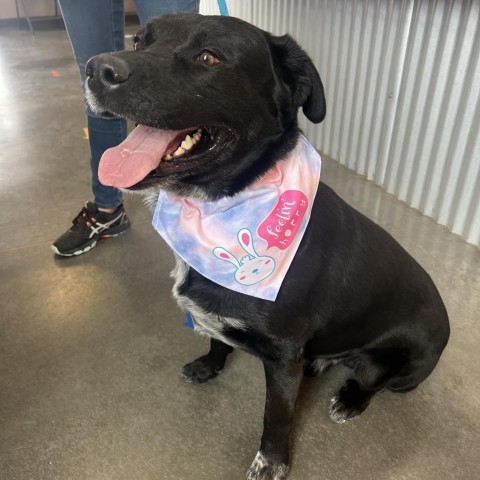 Dart, an adoptable Black Labrador Retriever, Australian Cattle Dog / Blue Heeler in Idaho Falls, ID, 83402 | Photo Image 5