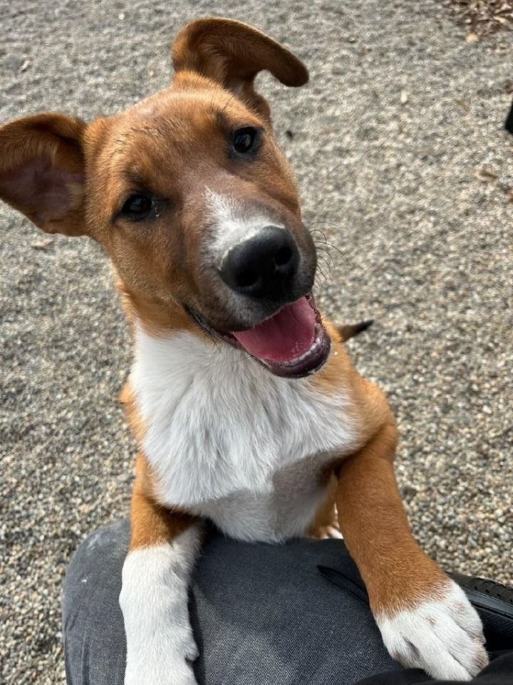 Dog for adoption Blue Jay, a Shepherd in Benld, IL Petfinder