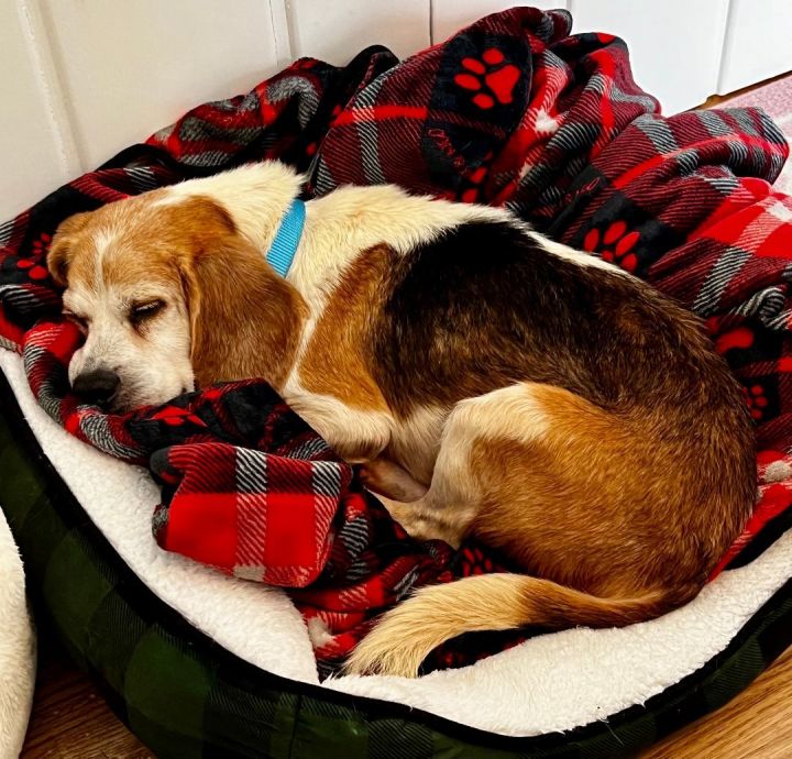 Otis, an adoptable Beagle in Bethel, CT_image-6