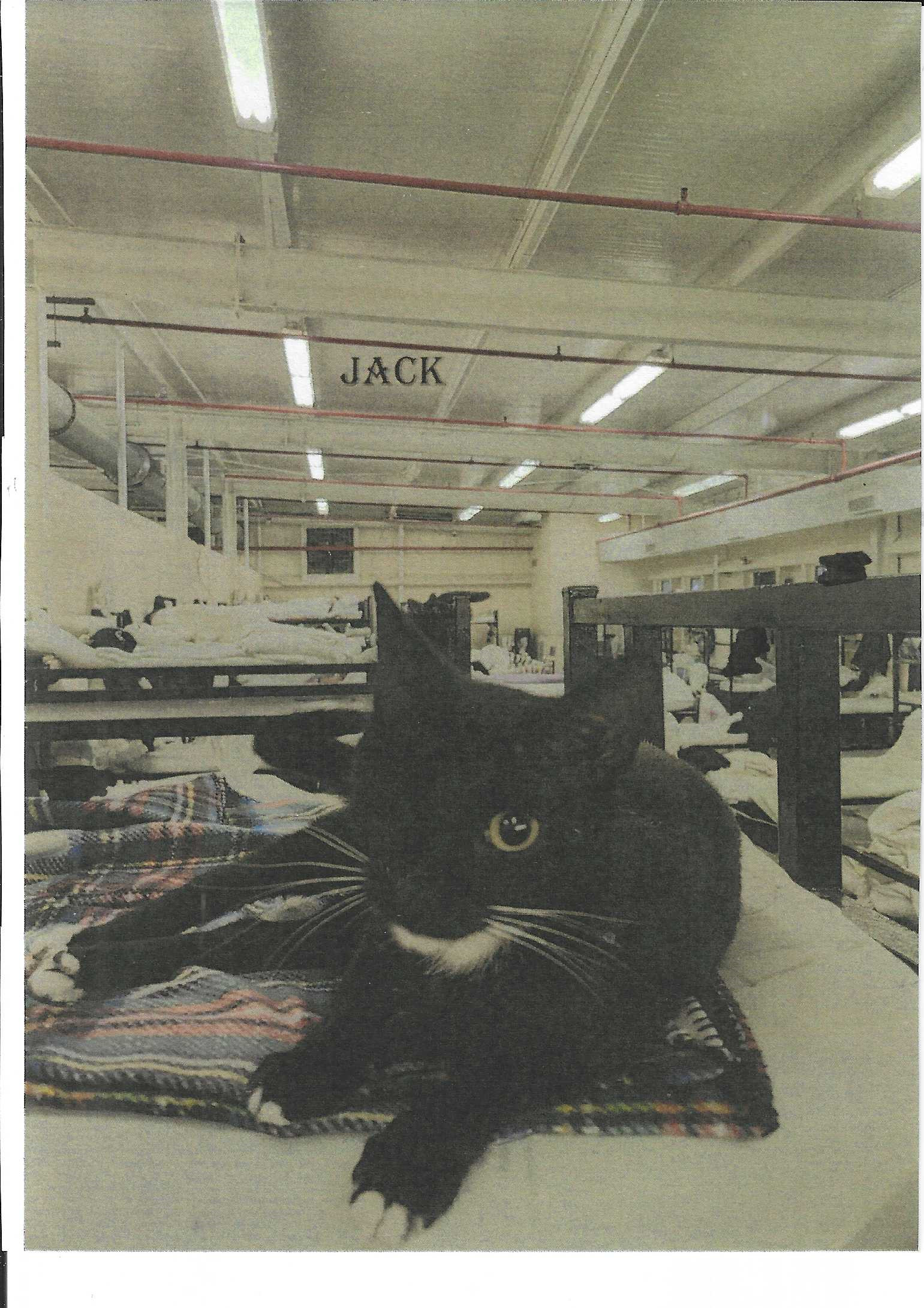 Jack, an adoptable Domestic Short Hair in Jackson, MS, 39213 | Photo Image 2