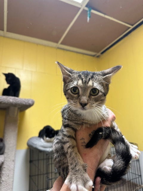 Highway, an adoptable Domestic Short Hair, Tabby in Jackson, MS, 39213 | Photo Image 1