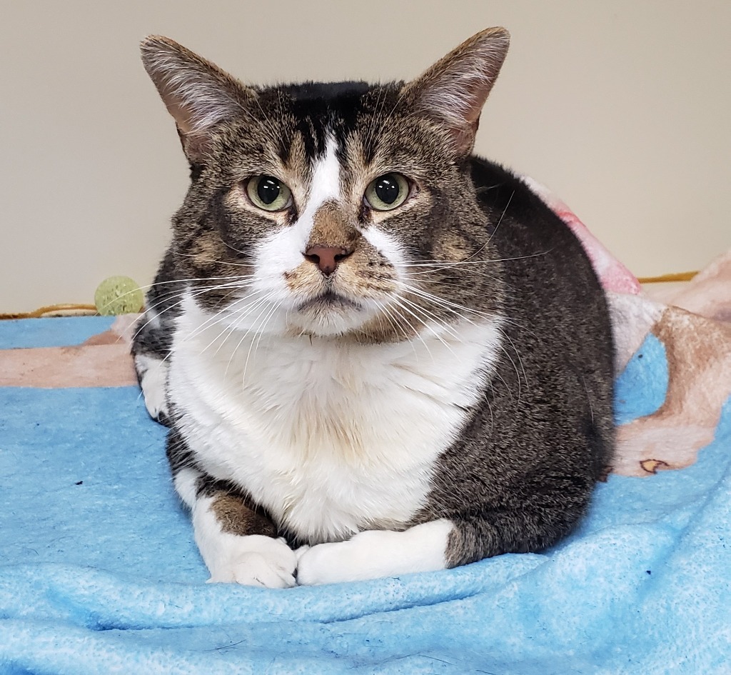 SPENCER, an adoptable Domestic Short Hair in Little Rock, AR, 72210 | Photo Image 1