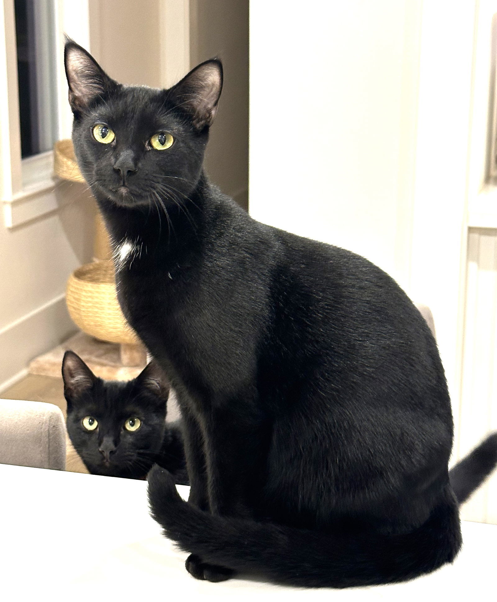 KITTEN DISTINGUISHED DERRICK, an adoptable Domestic Short Hair in Franklin, TN, 37069 | Photo Image 1