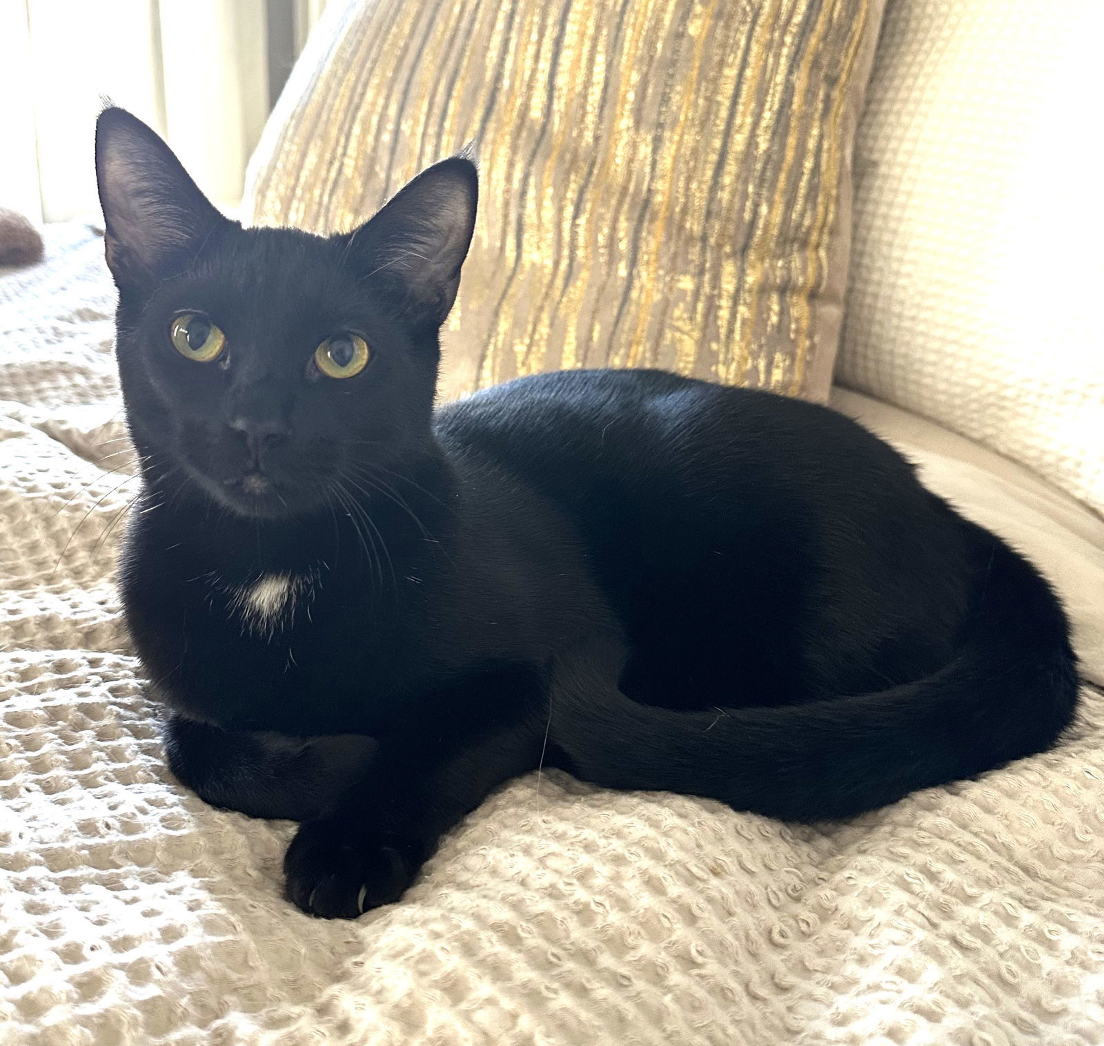 KITTEN DISTINGUISHED DERRICK, an adoptable Domestic Short Hair in Franklin, TN, 37069 | Photo Image 2