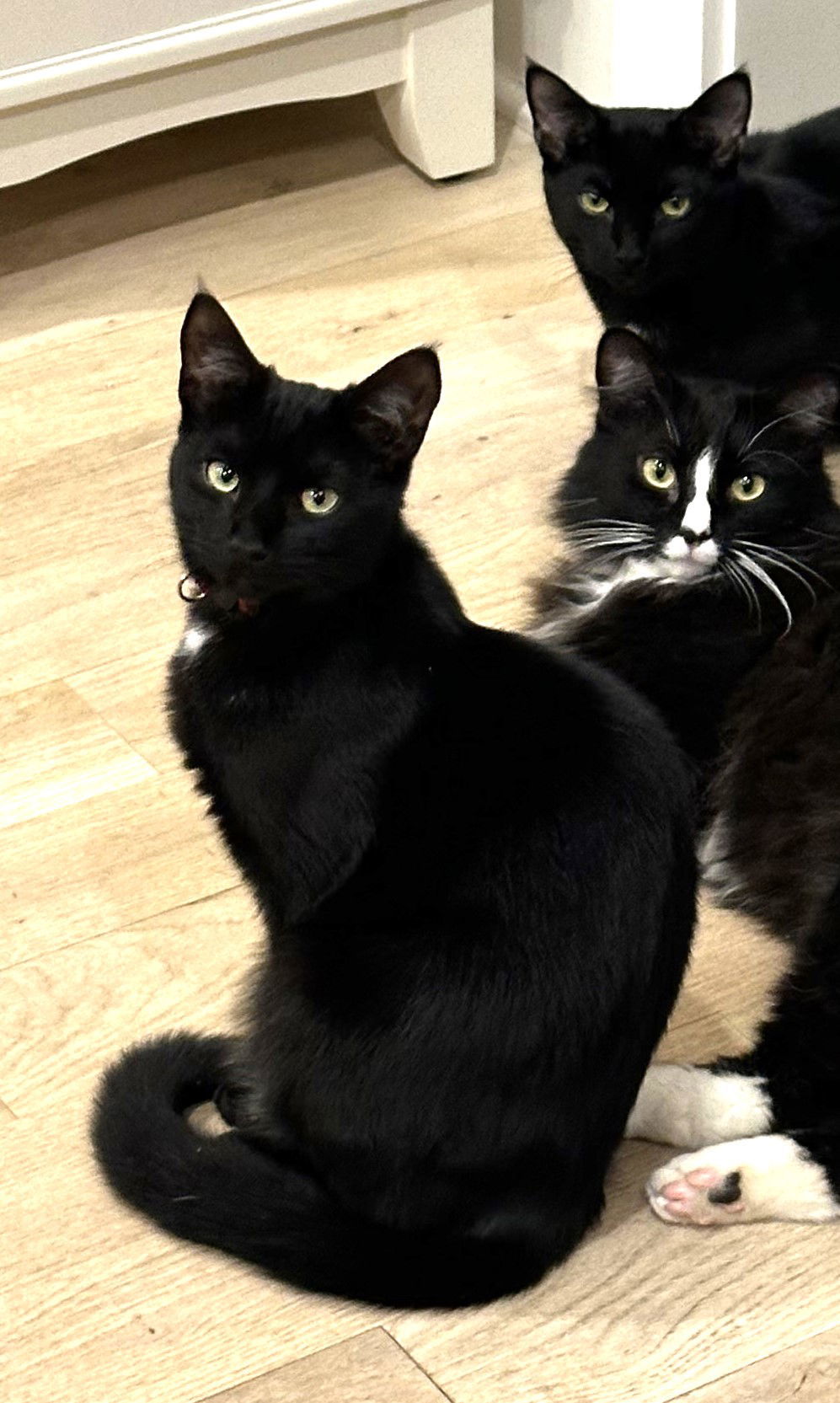 KITTEN DISTINGUISHED DERRICK, an adoptable Domestic Short Hair in Franklin, TN, 37069 | Photo Image 3