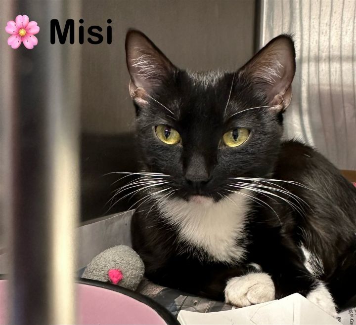 Misi, an adopted Domestic Short Hair in Bridgewater, NJ_image-1