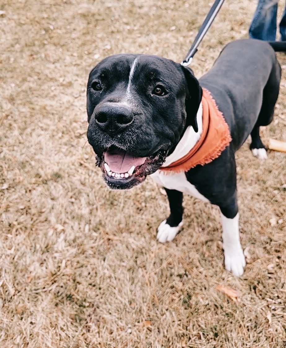 Knightwing, an adoptable Pit Bull Terrier, Boxer in Twin Falls, ID, 83301 | Photo Image 1