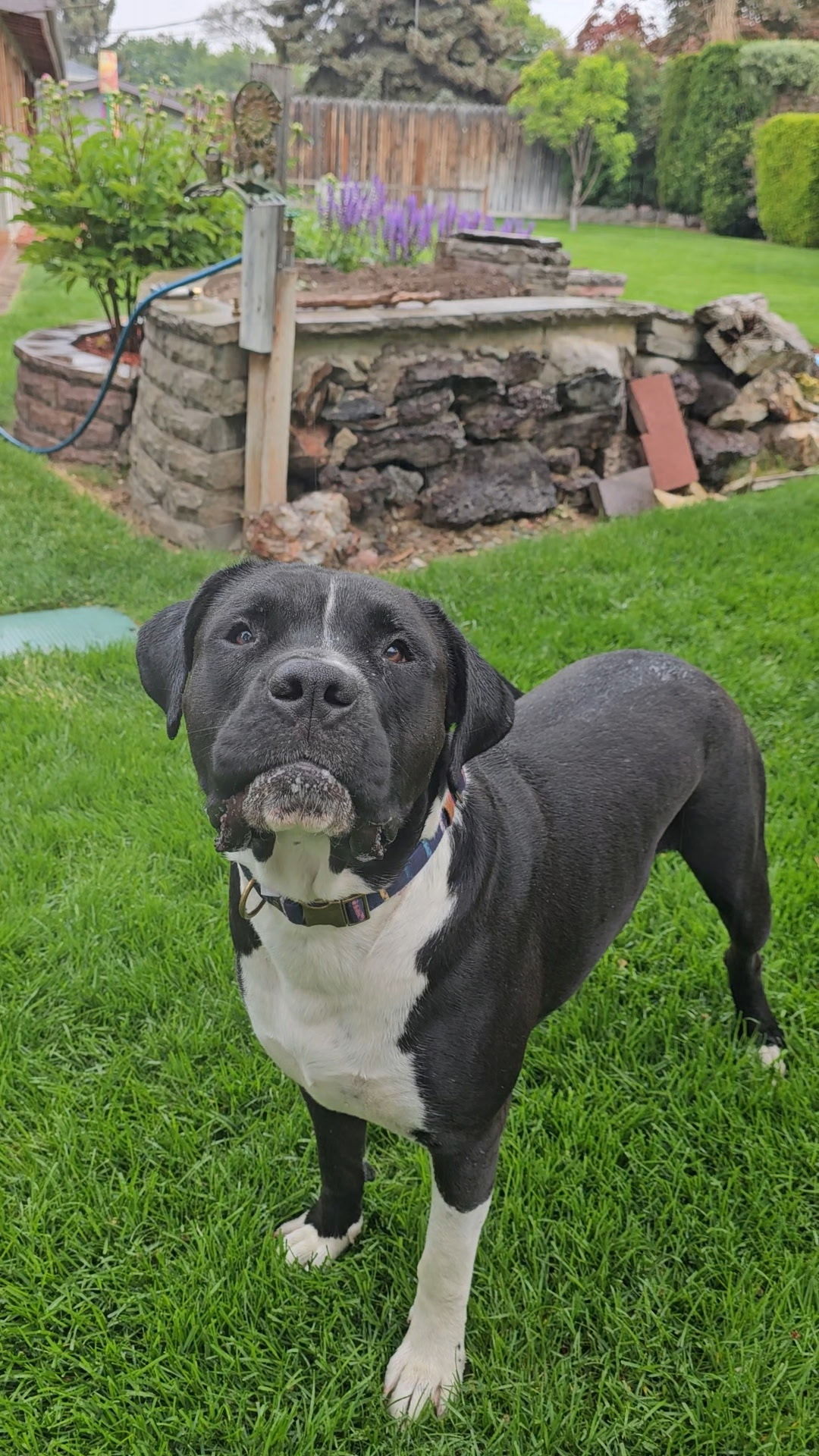 Knightwing, an adoptable Pit Bull Terrier, Boxer in Twin Falls, ID, 83301 | Photo Image 1