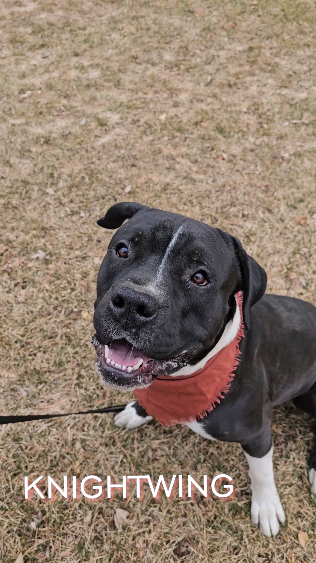 Knightwing, an adoptable Pit Bull Terrier, Boxer in Twin Falls, ID, 83301 | Photo Image 2