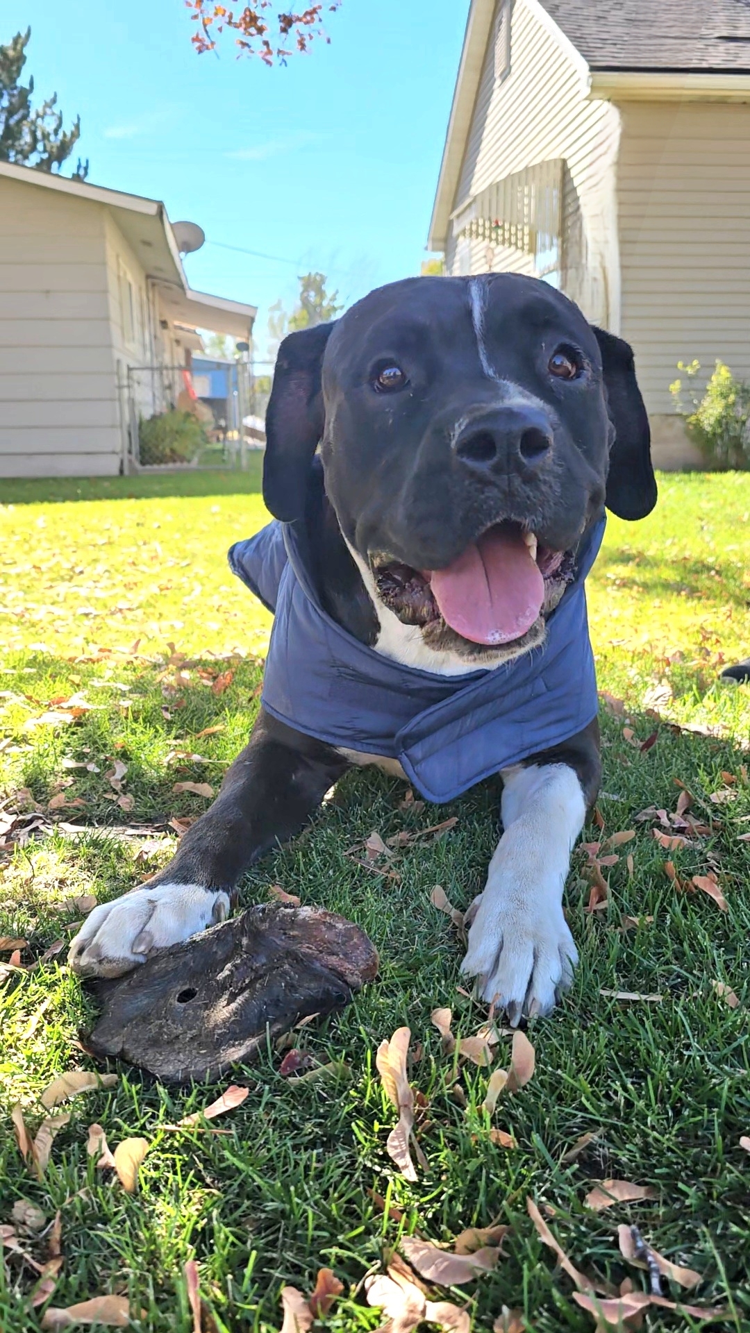 Knightwing, an adoptable Pit Bull Terrier, Boxer in Twin Falls, ID, 83301 | Photo Image 3