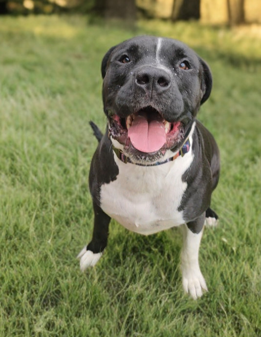 Knightwing, an adoptable Pit Bull Terrier, Boxer in Twin Falls, ID, 83301 | Photo Image 3