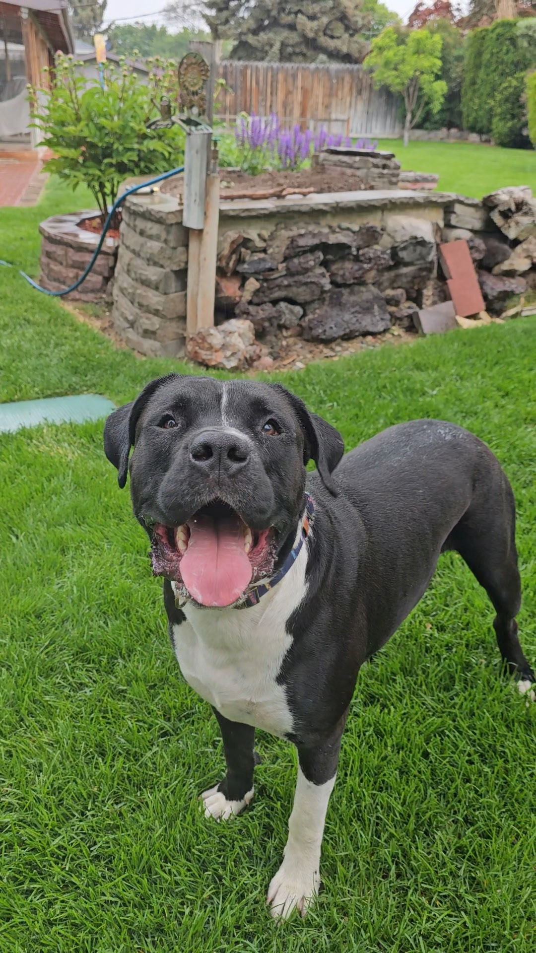 Knightwing, an adoptable Pit Bull Terrier, Boxer in Twin Falls, ID, 83301 | Photo Image 4