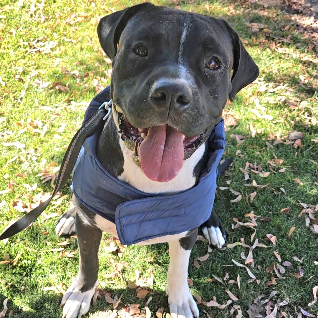 Knightwing, an adoptable Pit Bull Terrier, Boxer in Twin Falls, ID, 83301 | Photo Image 5