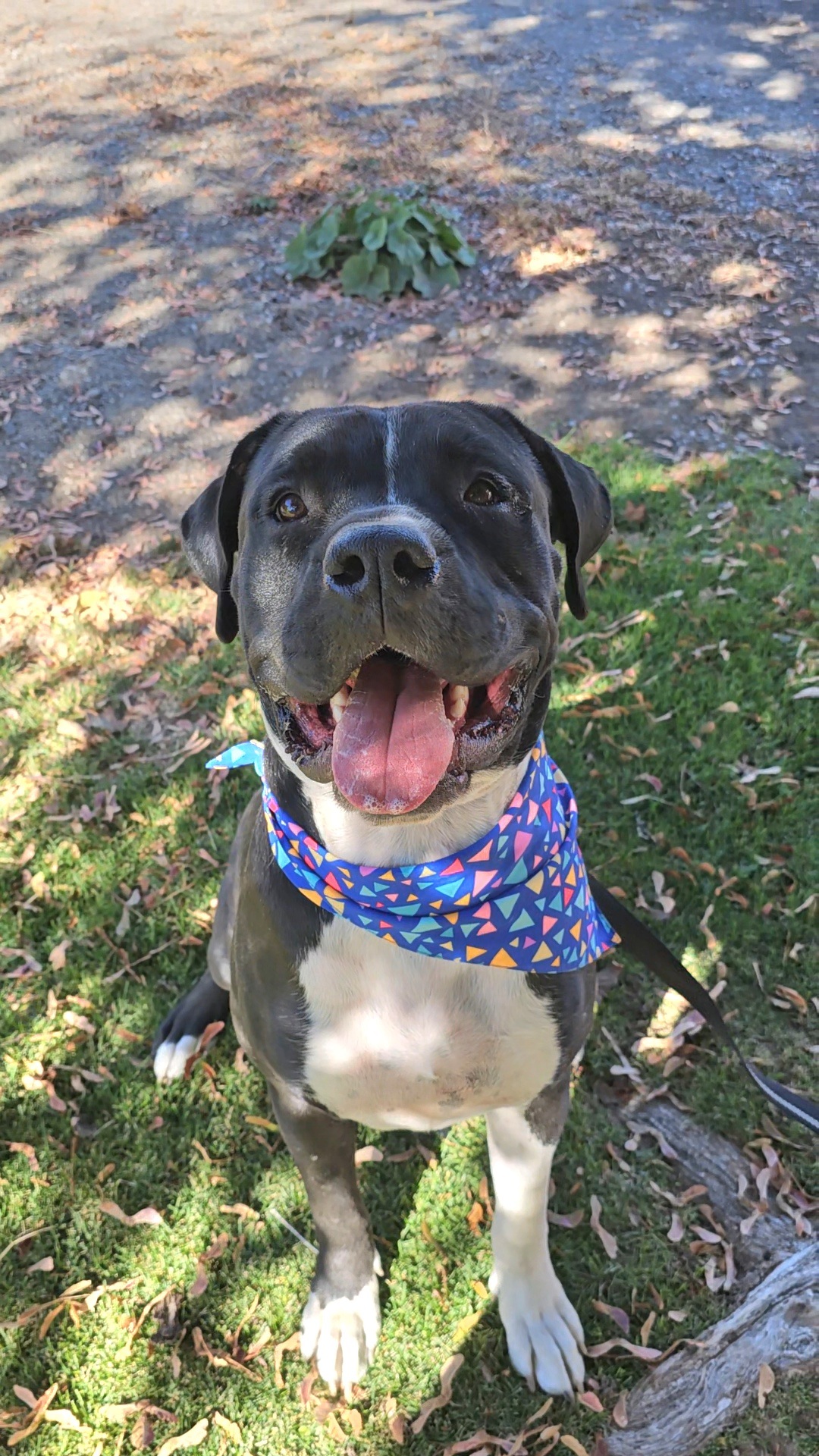 Knightwing, an adoptable Pit Bull Terrier, Boxer in Twin Falls, ID, 83301 | Photo Image 5