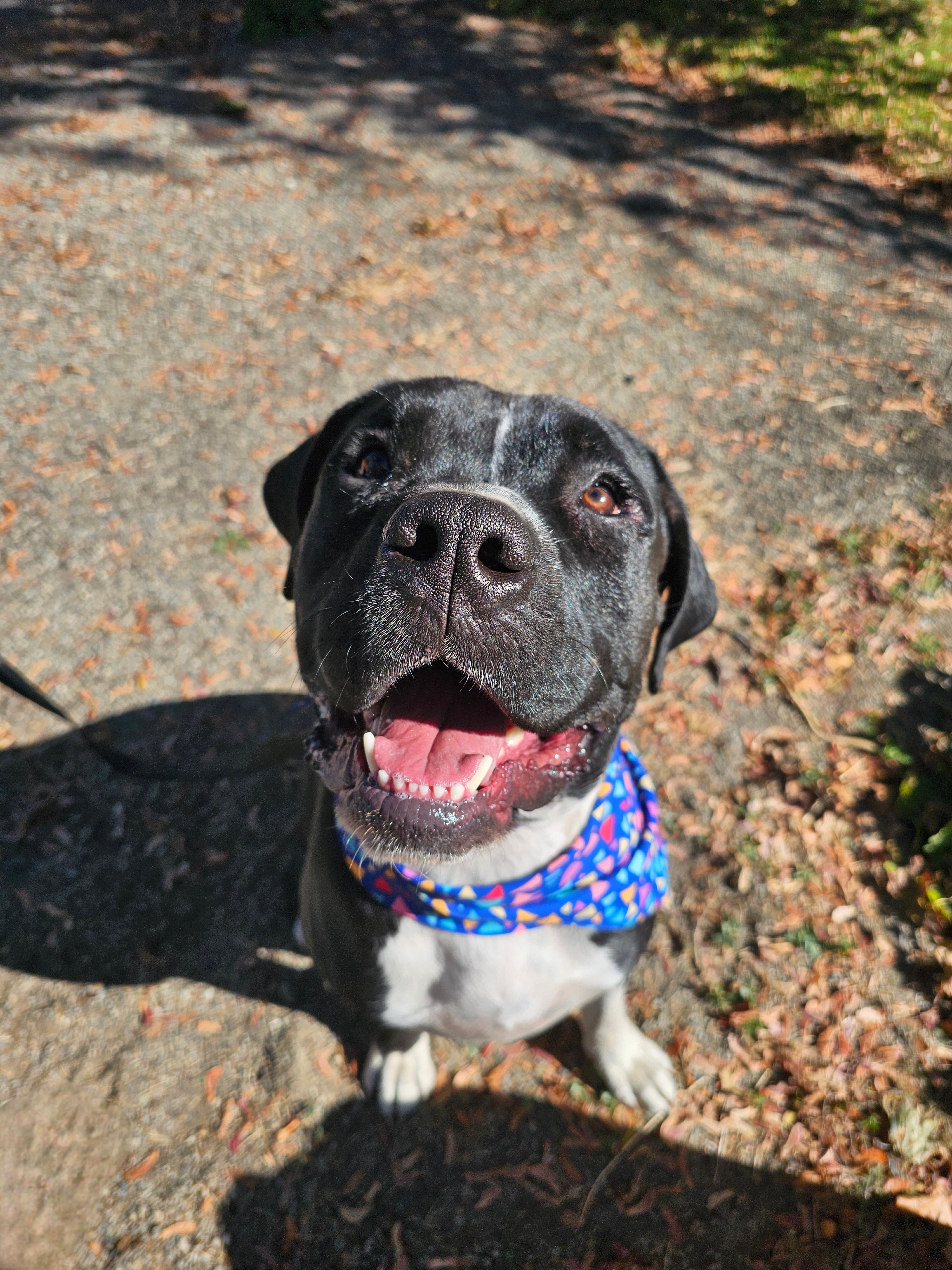 Knightwing, an adoptable Pit Bull Terrier, Boxer in Twin Falls, ID, 83301 | Photo Image 6