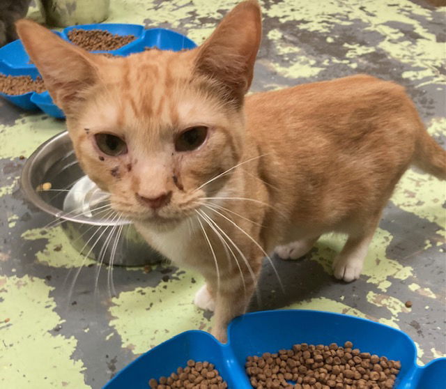 Wanda, an adoptable Domestic Short Hair in Jackson, MS, 39213 | Photo Image 1