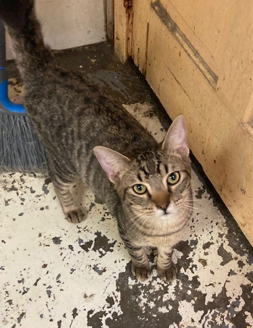 Damascus, an adoptable Domestic Short Hair in Jackson, MS, 39213 | Photo Image 1