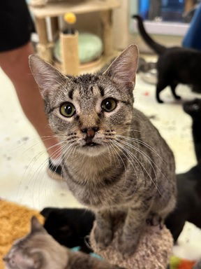 Bobby Magee, an adoptable Domestic Short Hair in Jackson, MS, 39213 | Photo Image 1