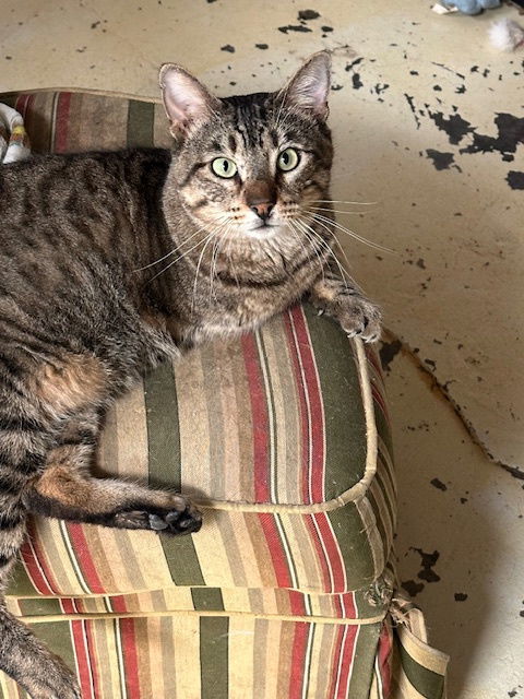 Asher, an adoptable Domestic Short Hair in Jackson, MS, 39213 | Photo Image 1