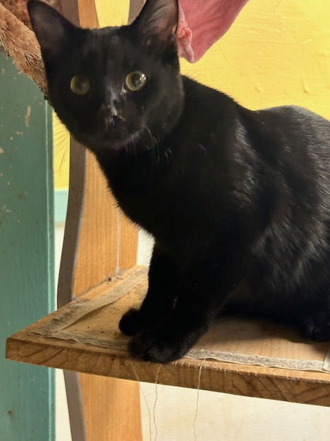 Salem, an adoptable Domestic Short Hair in Jackson, MS, 39213 | Photo Image 1