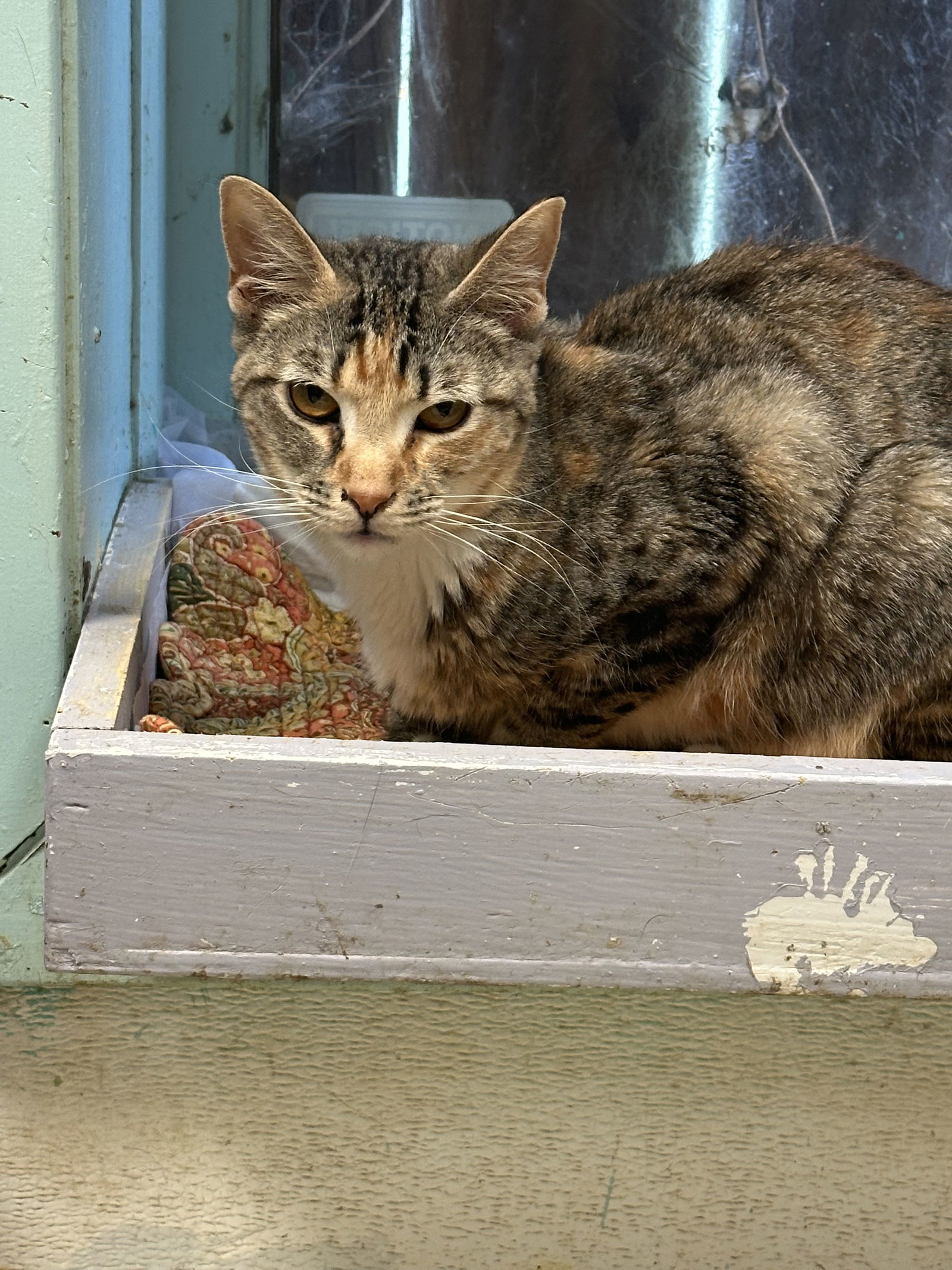 Sybil, an adoptable Domestic Short Hair in Jackson, MS, 39213 | Photo Image 1