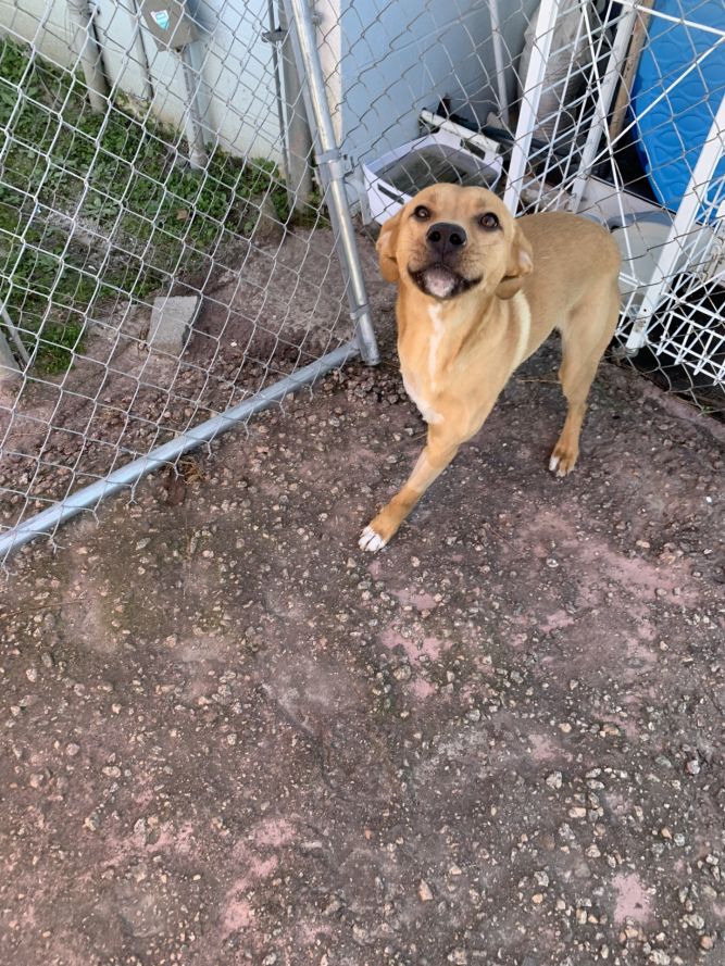 Carlos dog cage hotsell