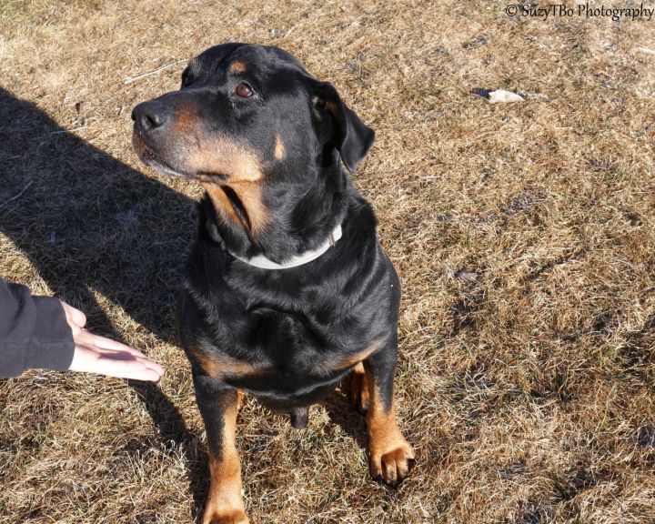 Kojak, an adoptable Rottweiler Mix in Montrose, CO_image-3