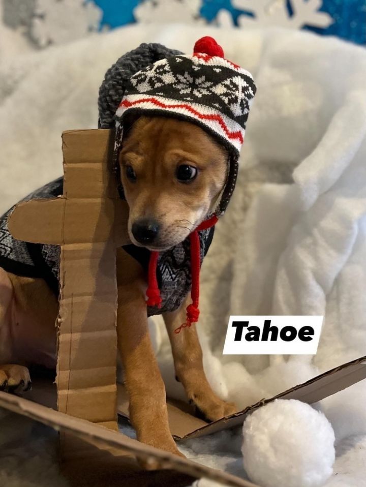 Tahoe, an adoptable Mixed Breed in Scranton, PA_image-1
