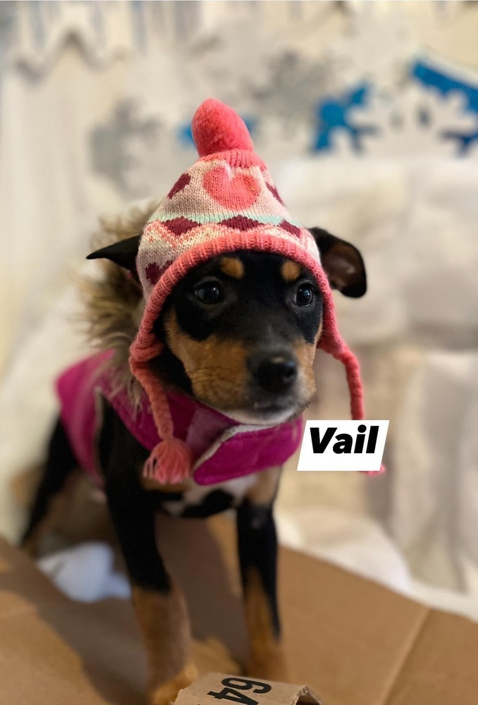 Dog for adoption Vail a Mixed Breed in Scranton PA Petfinder