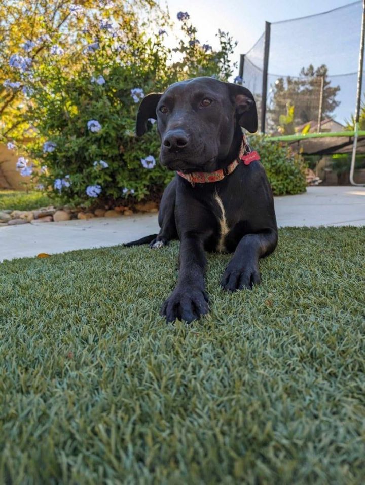 Oakley, an adoptable Labrador Retriever Mix in Temecula, CA_image-2