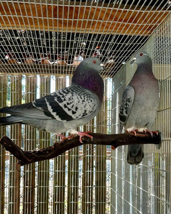 Junior And Pippin, an adoptable Pigeon Mix in Novato, CA_image-3