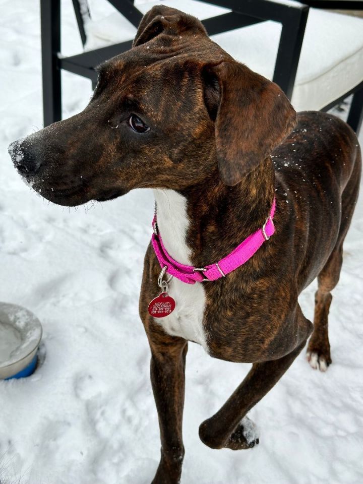 Strudel, an adoptable Whippet & Boxer Mix in Marshall, MI_image-1