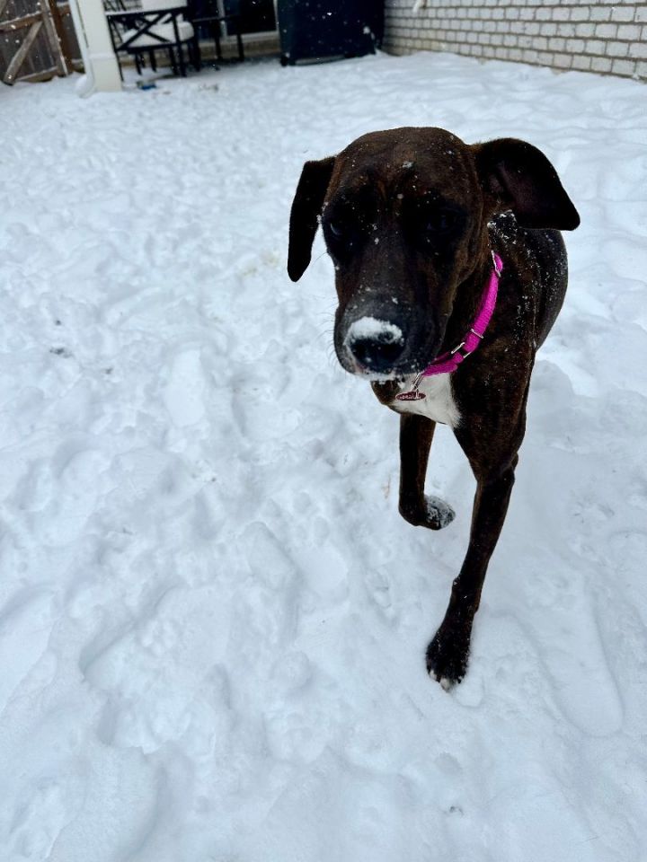 Strudel, an adoptable Whippet & Boxer Mix in Marshall, MI_image-3