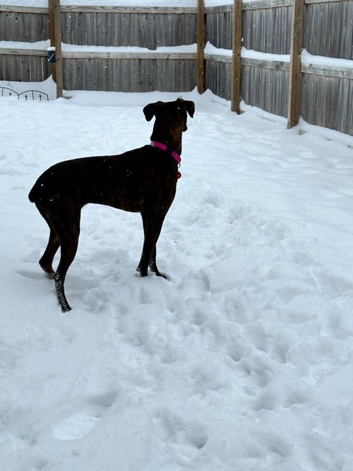 Strudel, an adoptable Whippet & Boxer Mix in Marshall, MI_image-4
