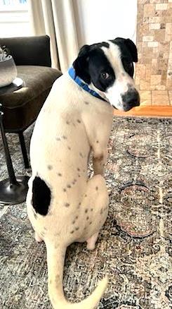 Pancake, an adoptable Labrador Retriever Mix in Knoxville, TN_image-2