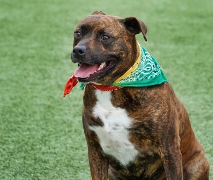 Sunny, an adoptable Pit Bull Terrier Mix in North Richland Hills, TX_image-3