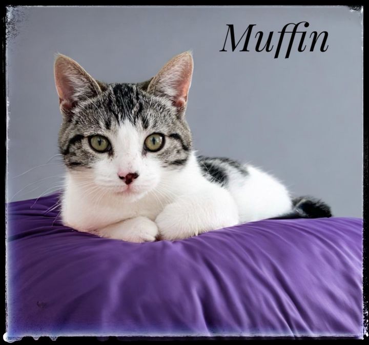 Muffin 1