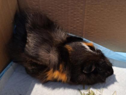 Nespresso, an adoptable Guinea Pig in Montreal, QC_image-2