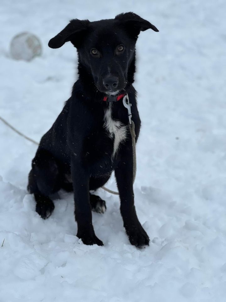 Avalanche, an adoptable German Shepherd Dog Mix in Glenmoore, PA_image-1