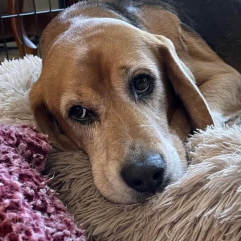 Carmine, an adoptable Beagle in Valley Village, CA_image-2